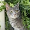 droolingcat